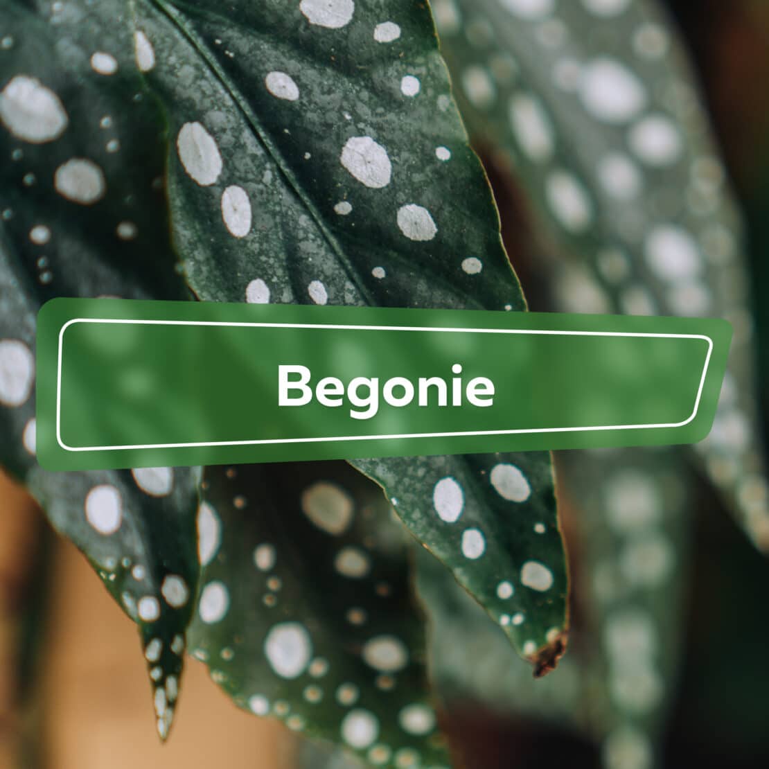 Begonie