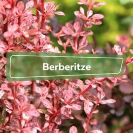 Berberitze