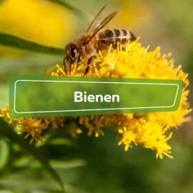 Bienen