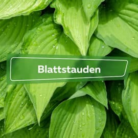 Blattstauden