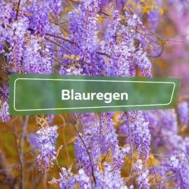 Blauregen