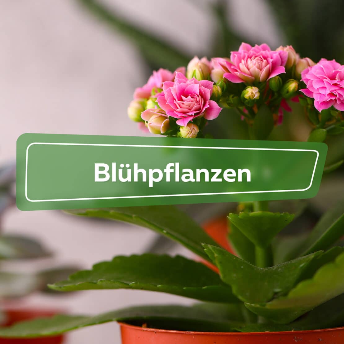 Blühpflanzen