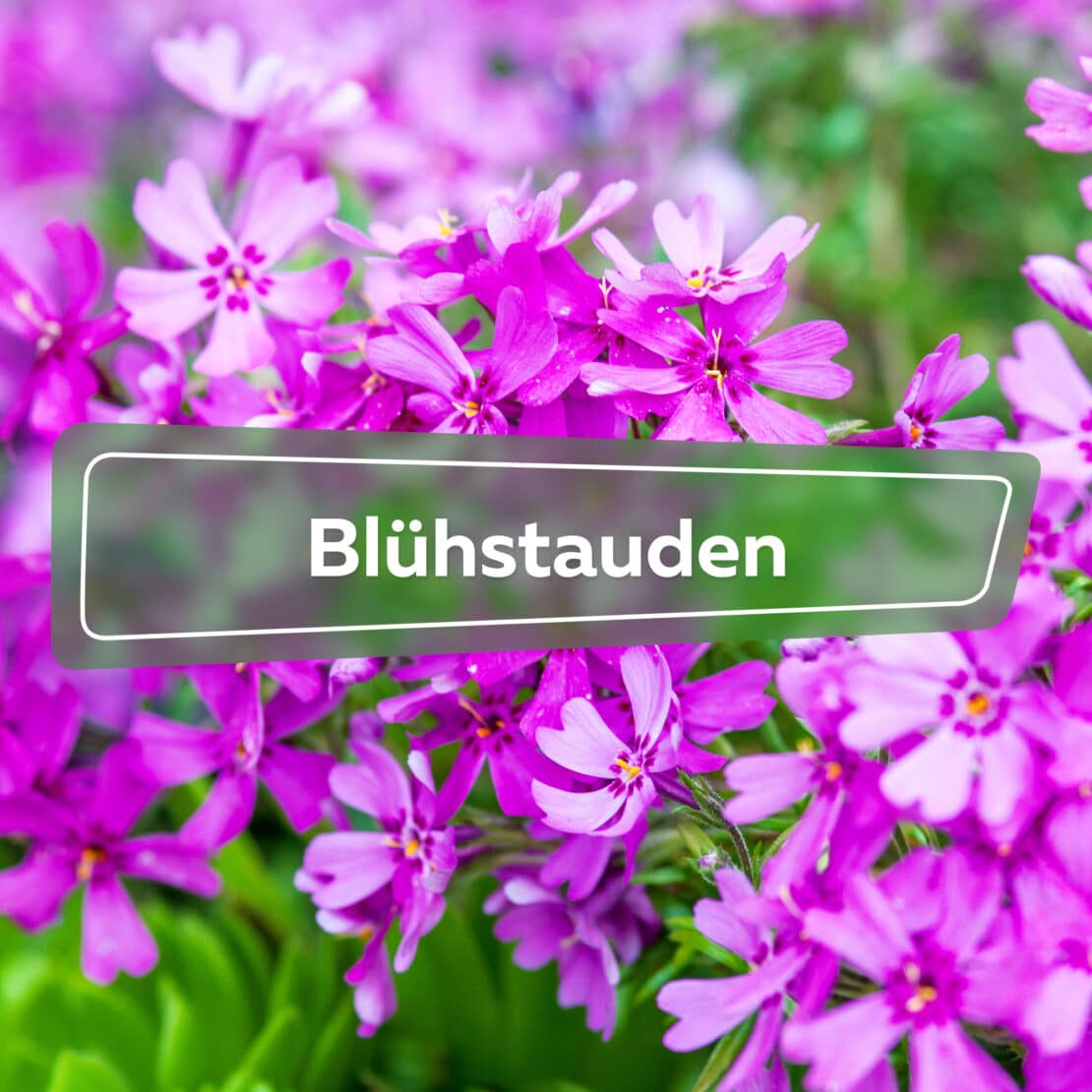 Blühstauden