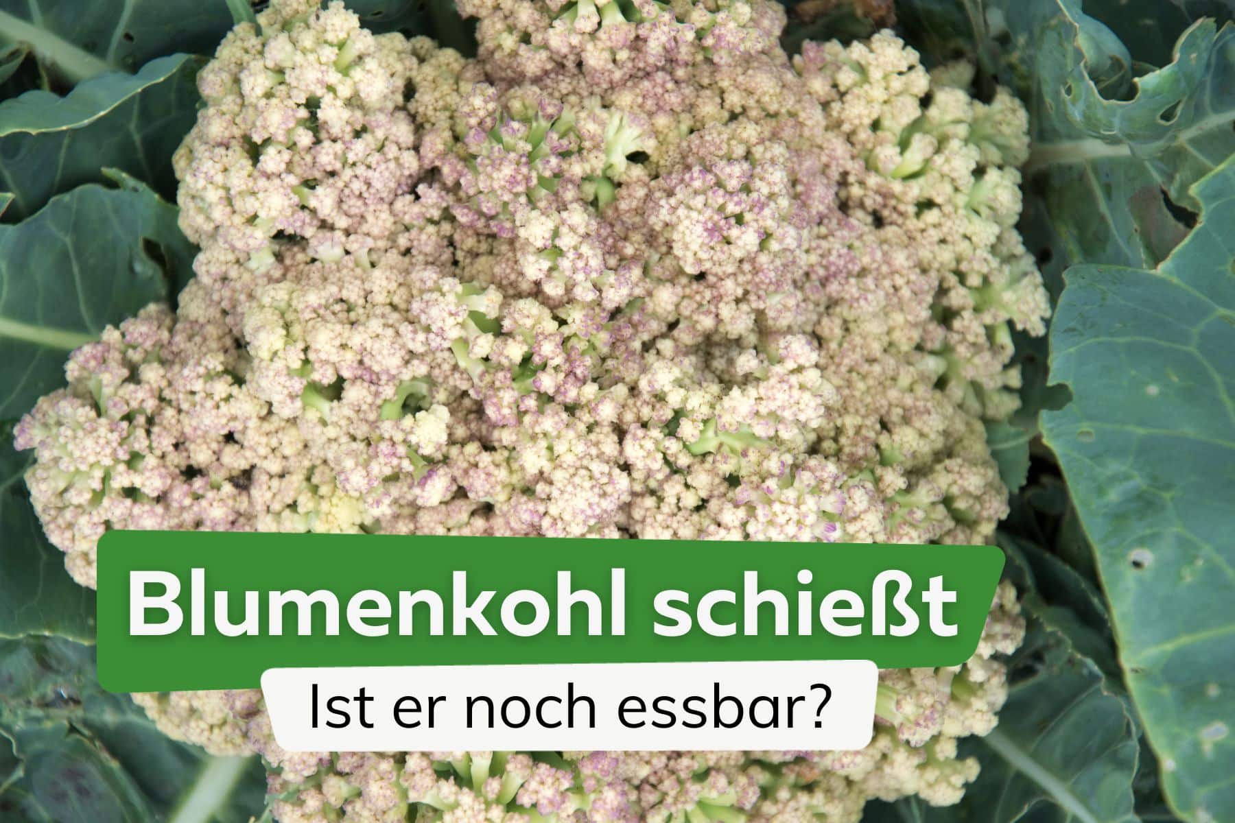 Blumenkohl schießt: Ist er trotz Blüte noch essbar?