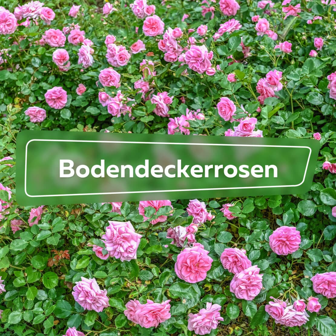 Bodendeckerrosen