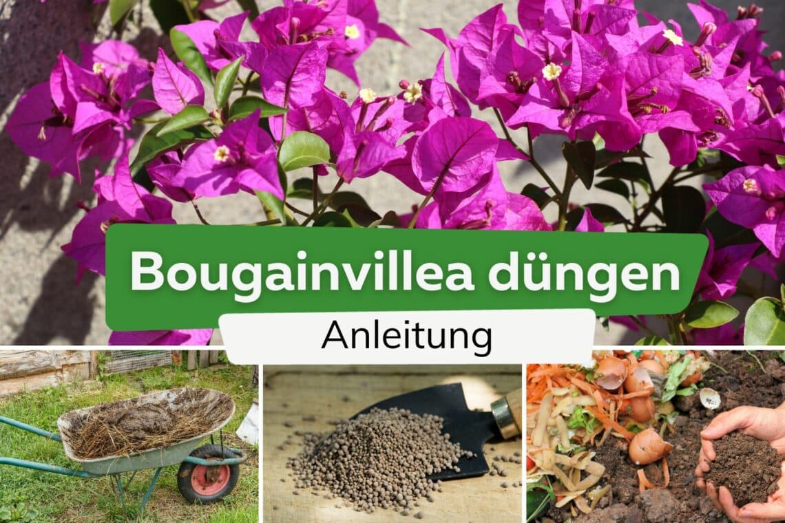 Bougainvillea düngen Titel