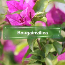 Bougainvillea