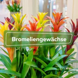 Bromeliengewaechse