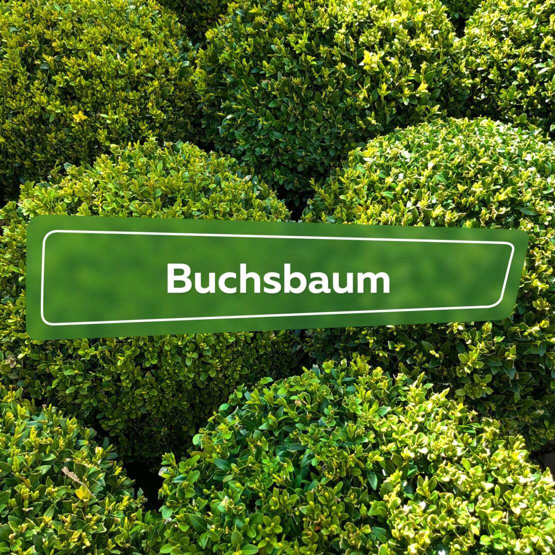 Buchsbaum