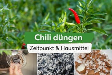 Chili düngen: Zeitpunkt & 6 geeignete Hausmittel