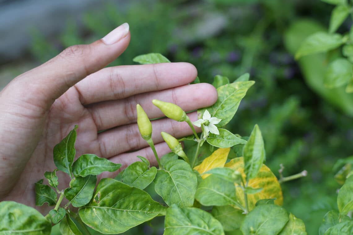 Chilipflanze mit Blüten und Früchten