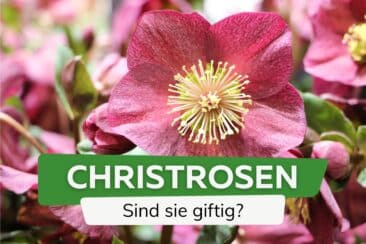 Sind Christrosen giftig?