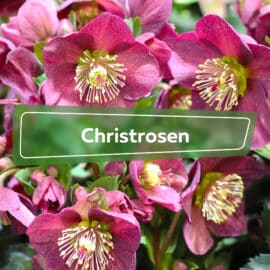 Christrosen