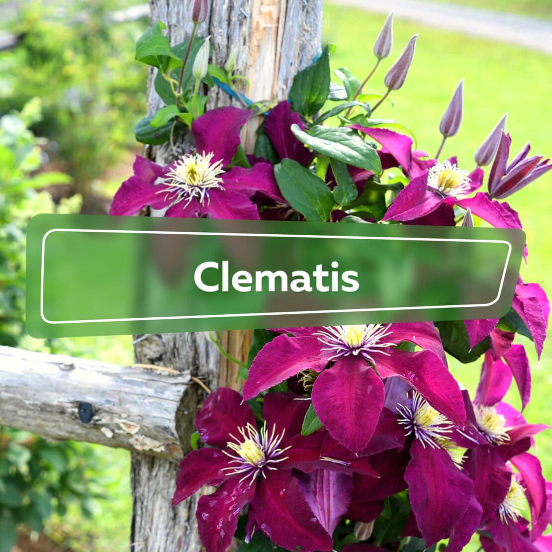 Clematis