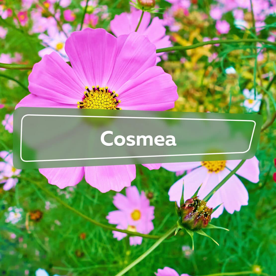 Cosmea