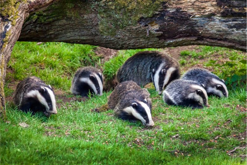 Dachs Familie (Meles meles)