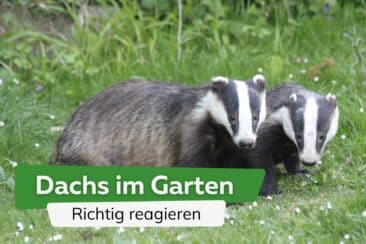 Dachs im Garten: so reagieren Sie richtig