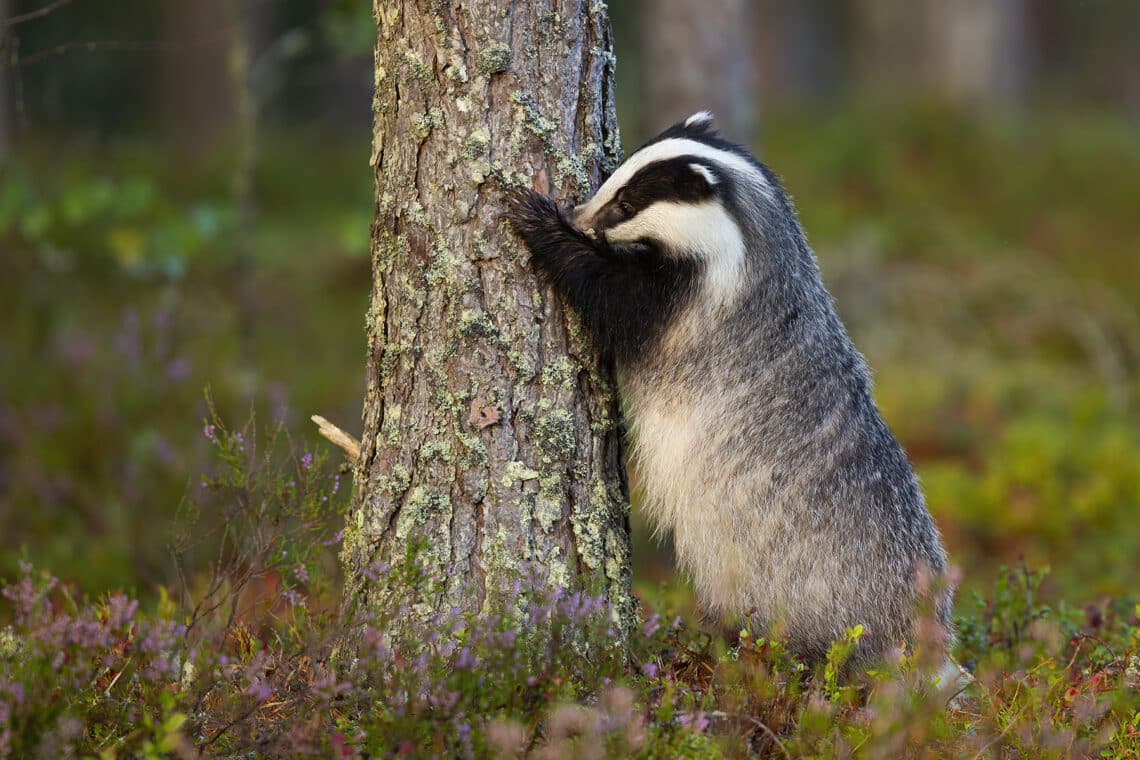 Dachs kratzt am Baum