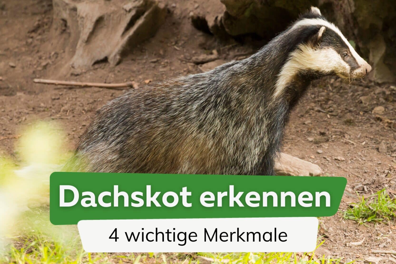 Dachs Im Garten So Reagieren Sie Richtig