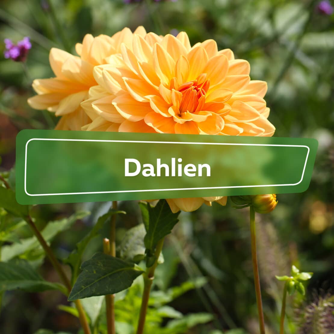 Dahlien