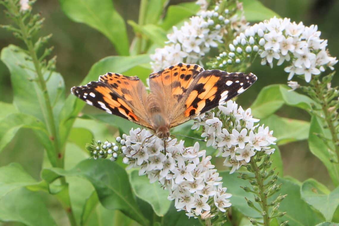 Distelfalter (Vanessa cardui)