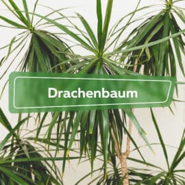 Drachenbaum