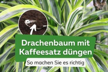 Drachenbaum mit Kaffeesatz düngen