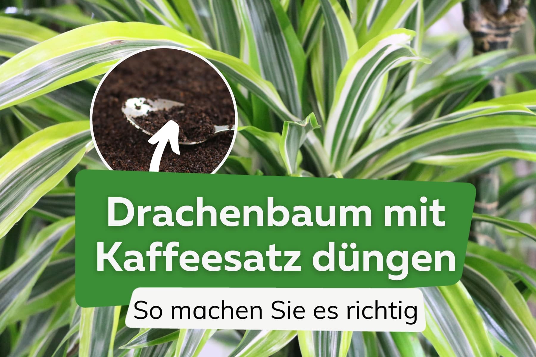 Drachenbaum mit Kaffeesatz düngen