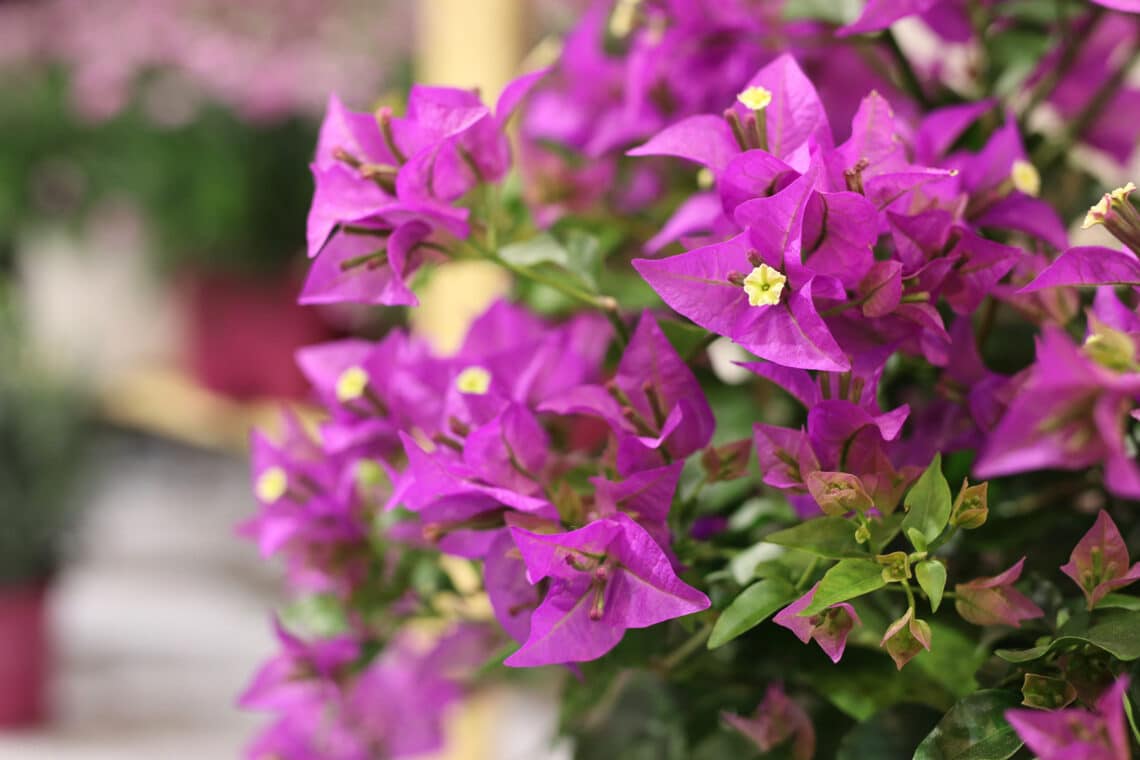 Drillingsblume (Bougainvillea)