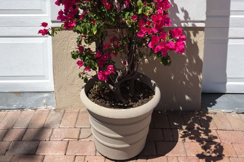 Drillingsblume im Topf (Bougainvillea)