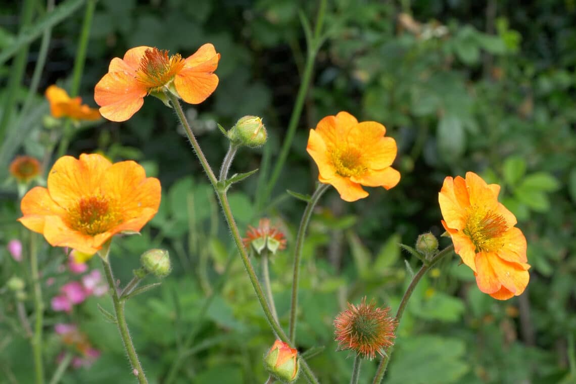 Echte Nelkenwurz Geum urbanum