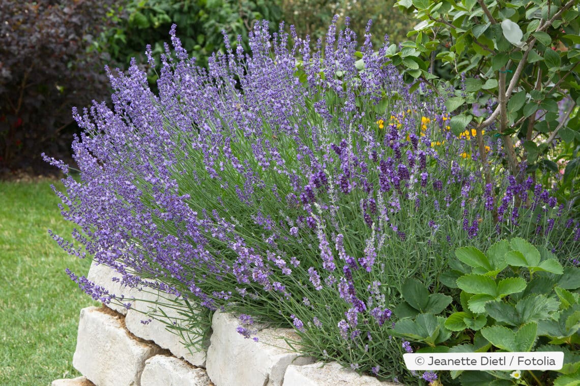 Echter Lavendel im Beet