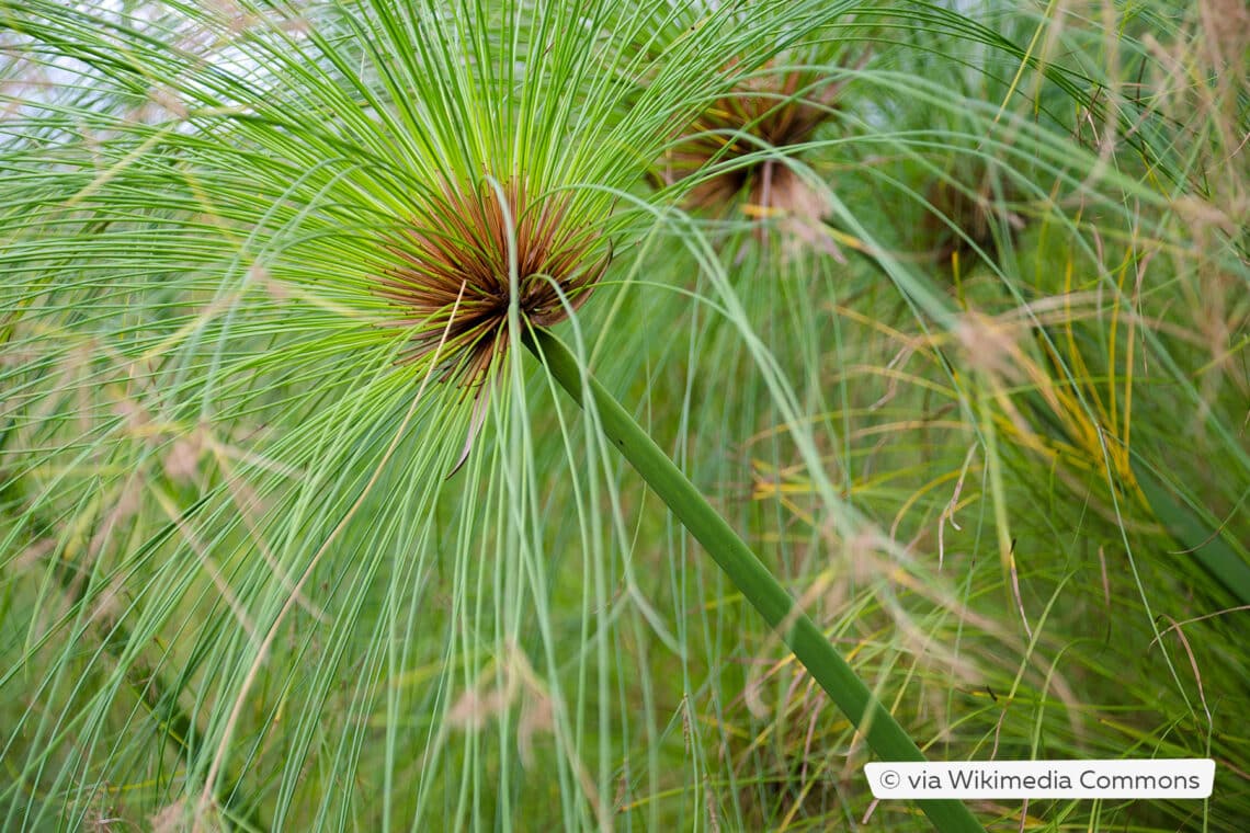 Echter Papyrus (Cyperus papyrus)