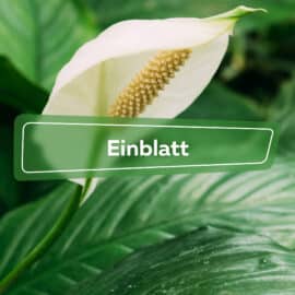 Einblatt