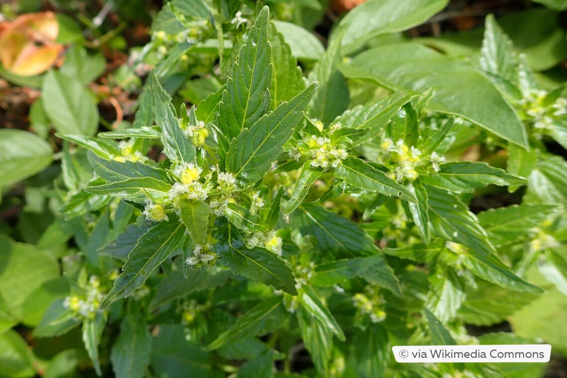 Einjähriges Bingelkraut (Mercurialis annua)