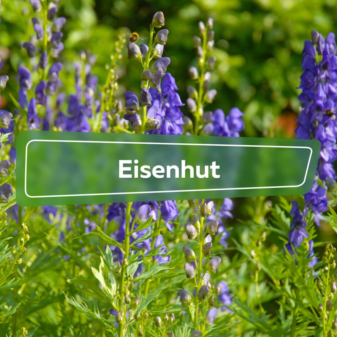 Eisenhut