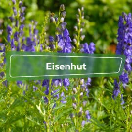 Eisenhut