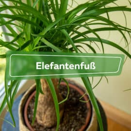 Elefantenfuß