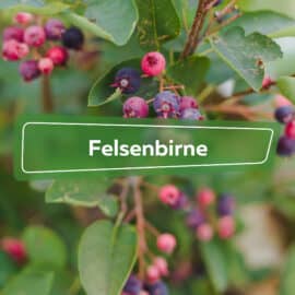 Felsenbirne