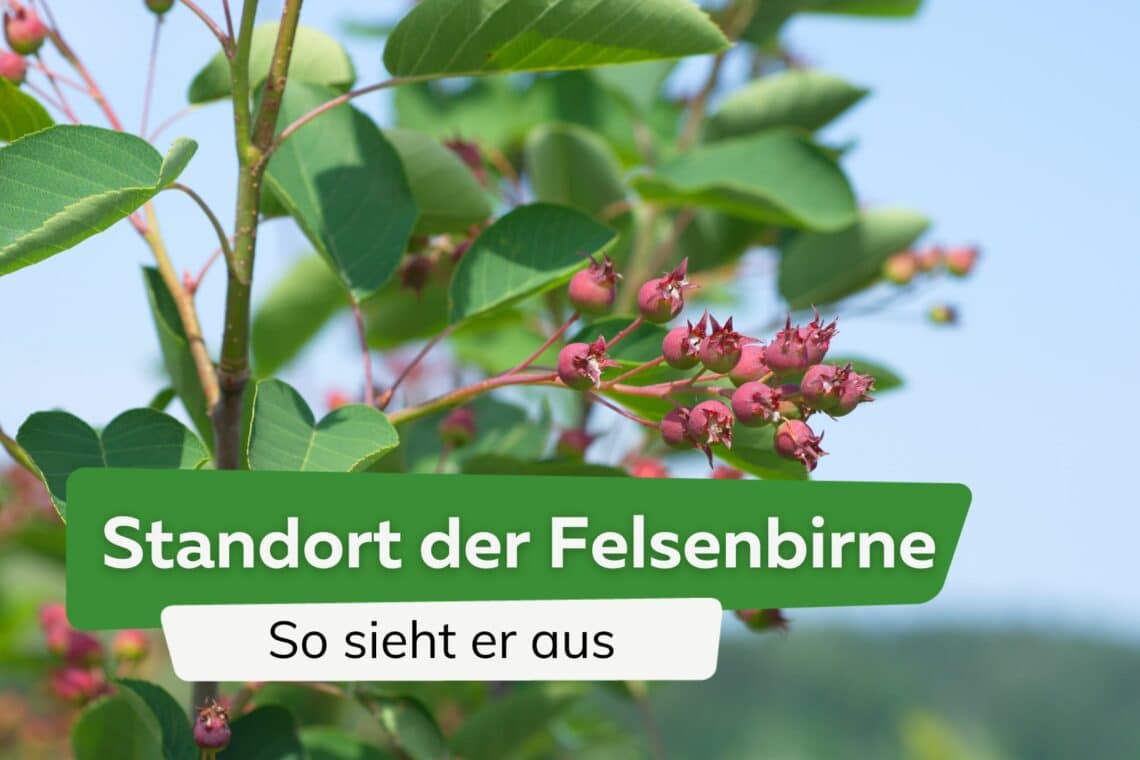 Standort der Felsenbirne