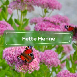 Fette Henne