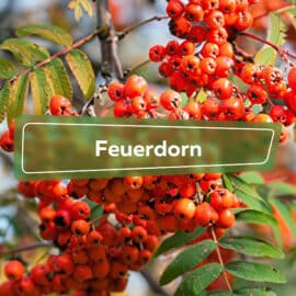 Feuerdorn