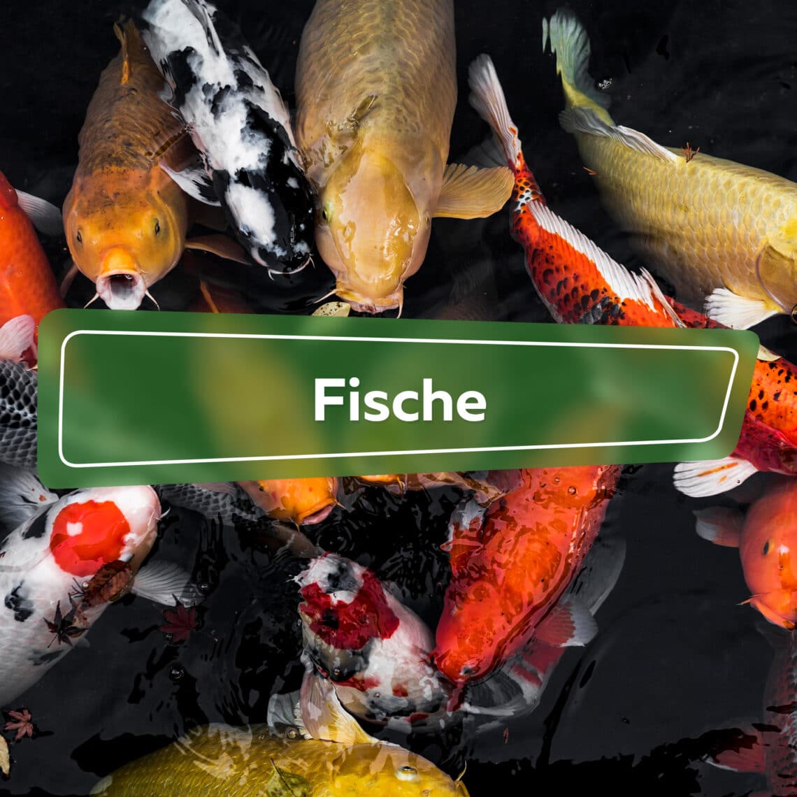 Fische im Gartenteich Ratgeber Hortica