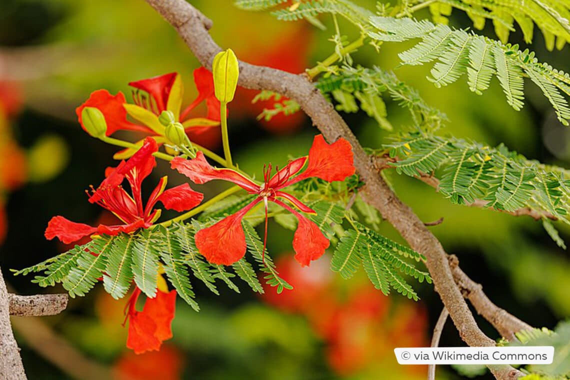 Flammenbaum (Delonix regia)