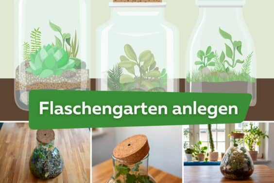 Flaschengarten anlegen in 8 Schritten