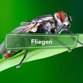 Fliegen