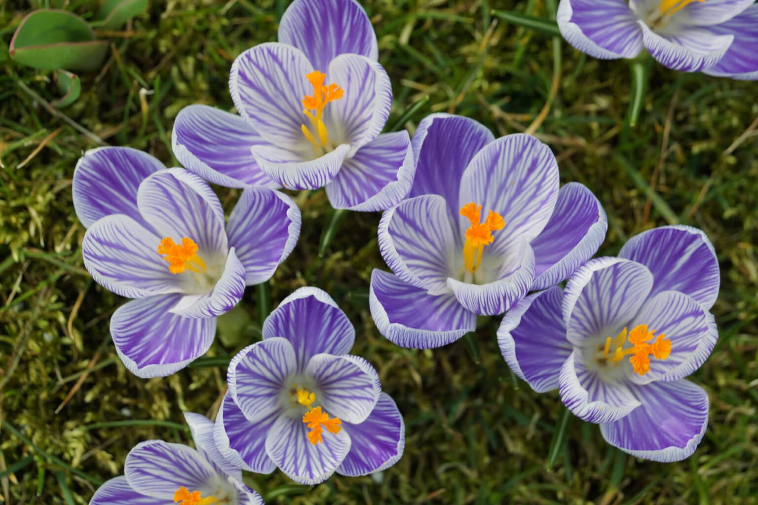 Krokusse pflanzen Wann ist der beste Zeitpunkt?