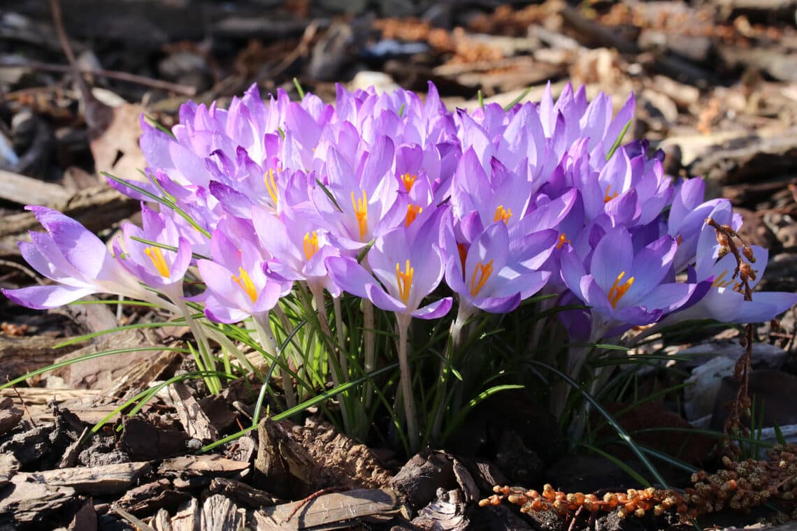 Frühlingskrokusse (Crocus vernus)