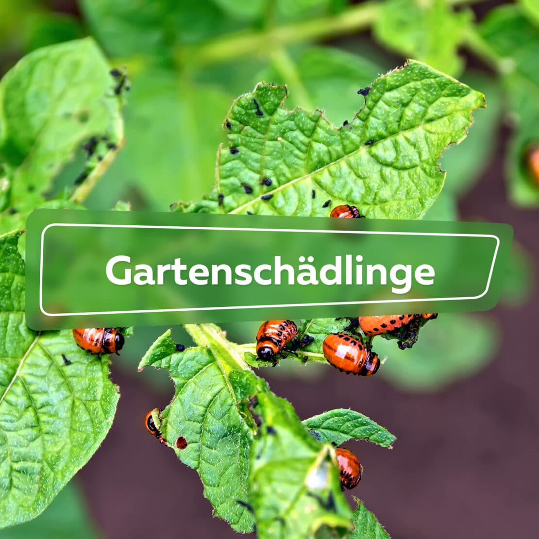 Gartenschädlinge