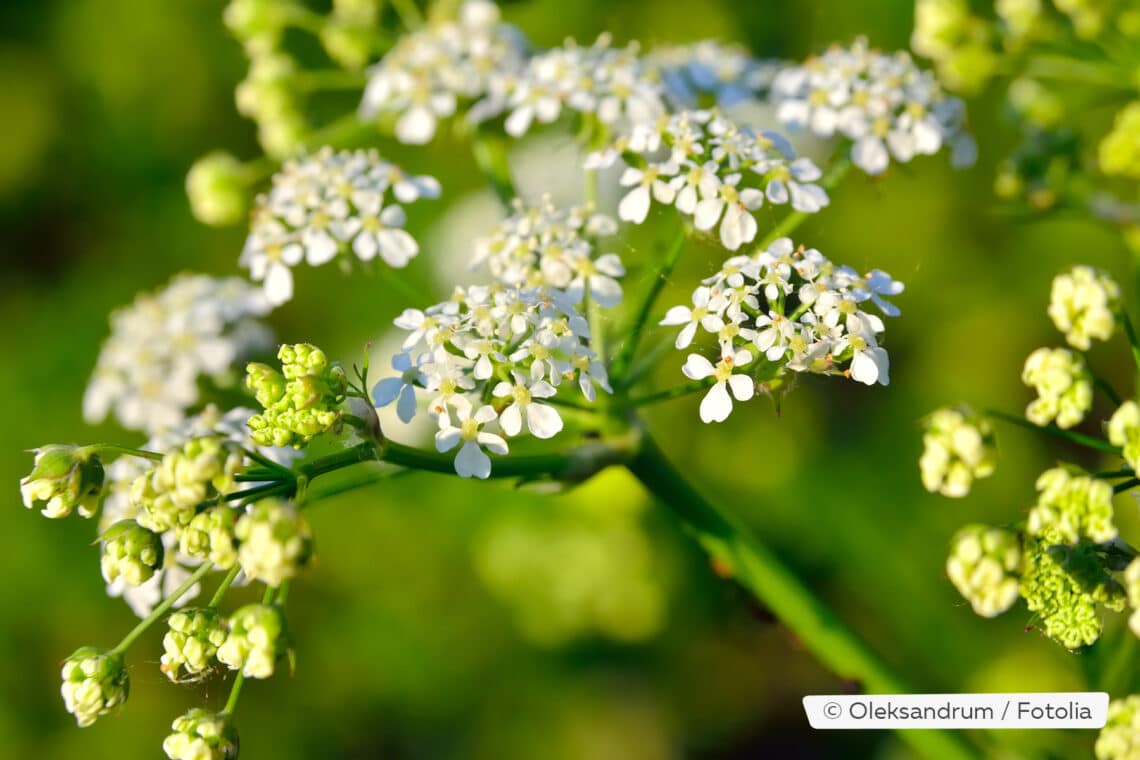 Gefleckter Schierling (Conium maculatum)